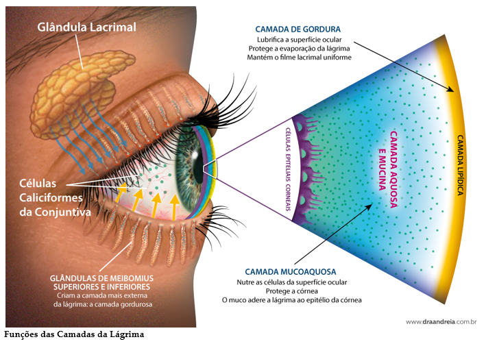 Inflamações palpebrais  Visioclinic Oftalmologia - saiba mais